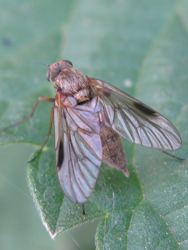 Chrysopilus sp. F (Rhagionidae)