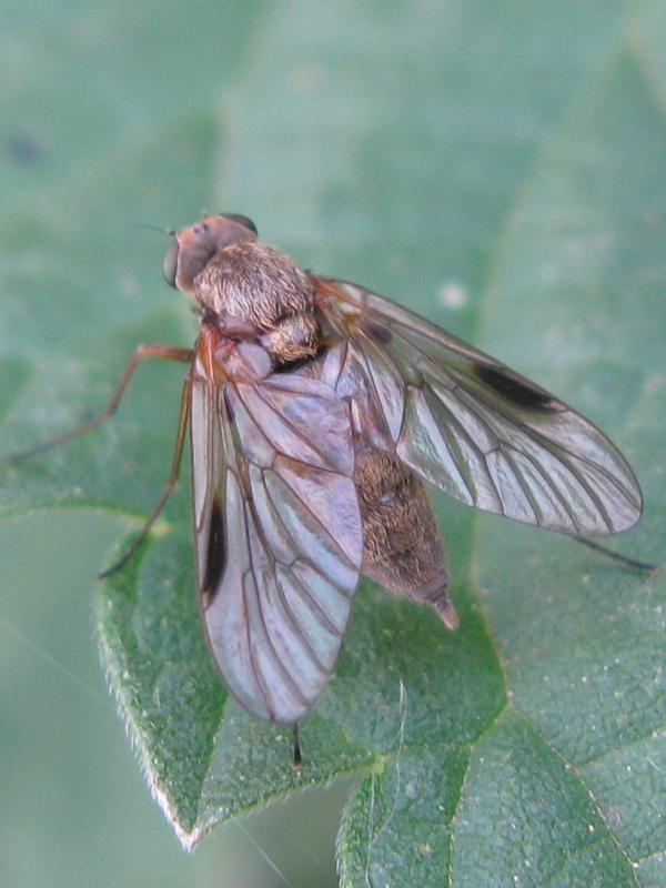 Chrysopilus splendidus, rhagionidae