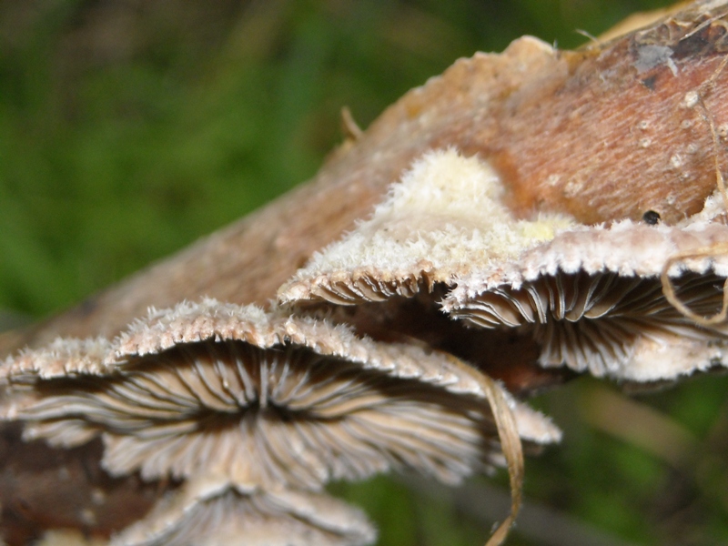 ombrellini di seta (Schizophyllum commune)