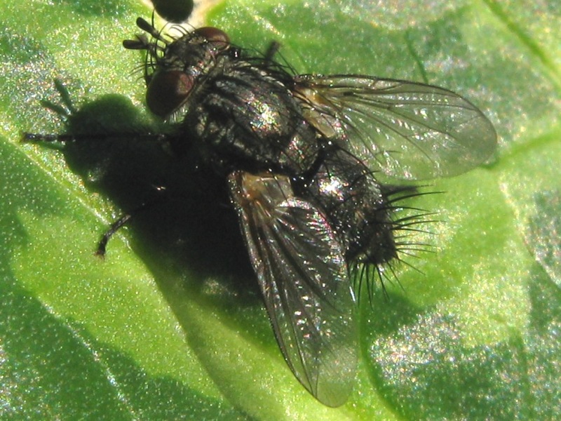 Voria ruralis (Tachinidae)