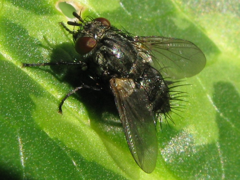 Voria ruralis (Tachinidae)