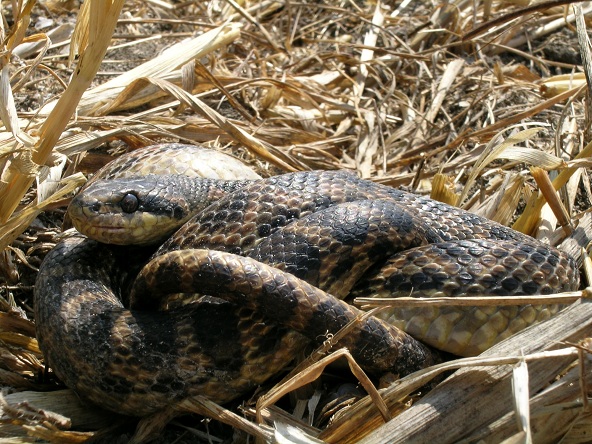 serpenti salvati ......... cervoni ?