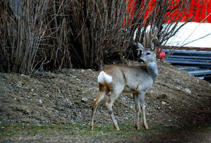 Il Capriolo