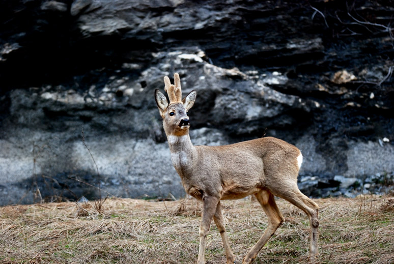 Il Capriolo