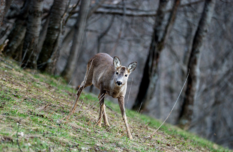 Il Capriolo