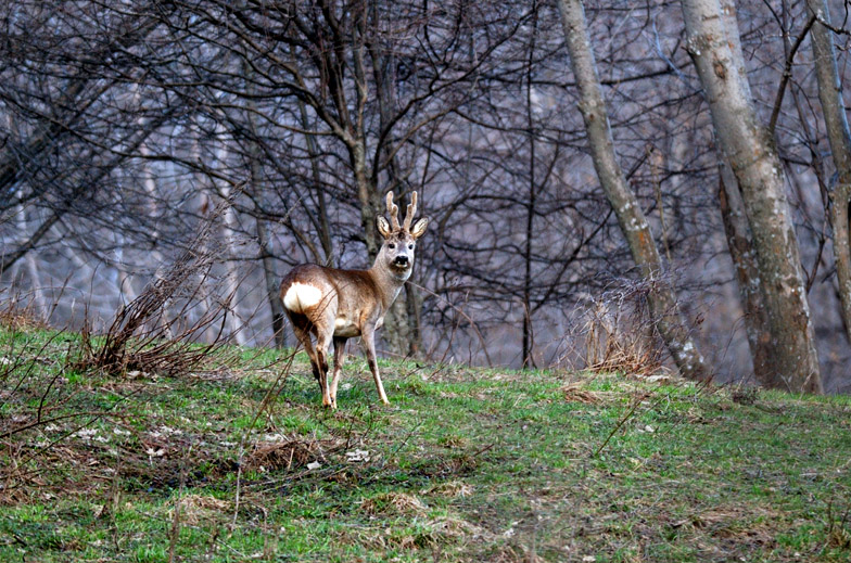 Il Capriolo