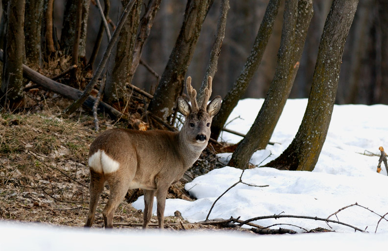 Il Capriolo