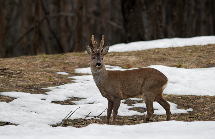 Il Capriolo