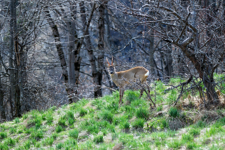 Il Capriolo