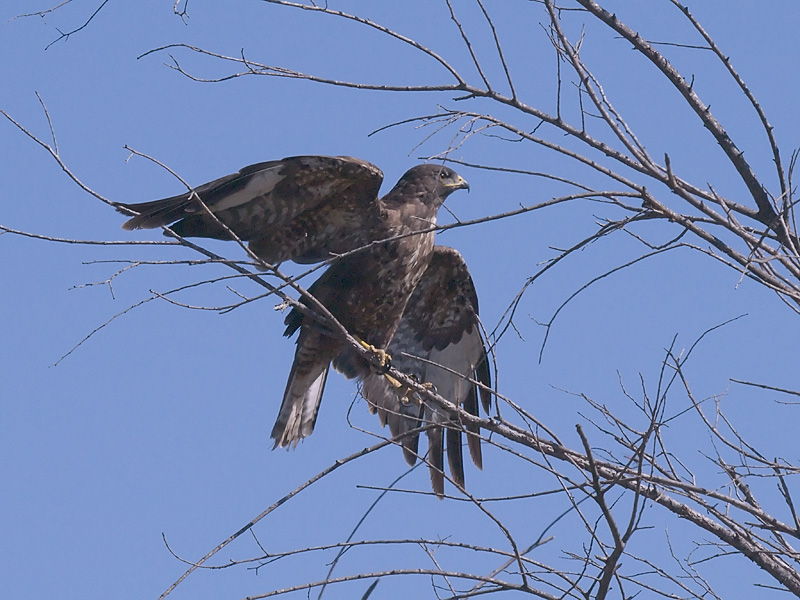 Identificazione rapace