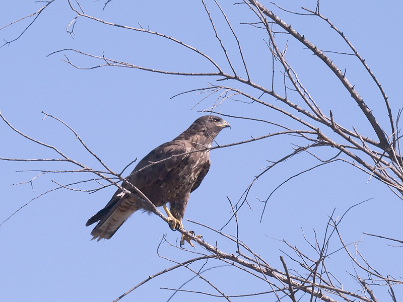 Identificazione rapace