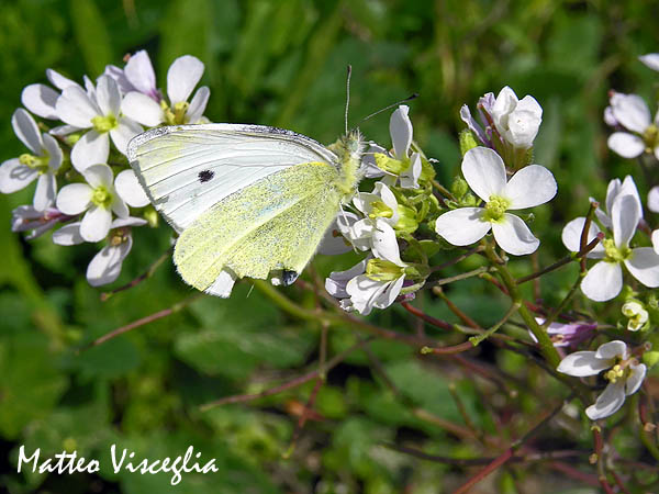 Quale Pieris?