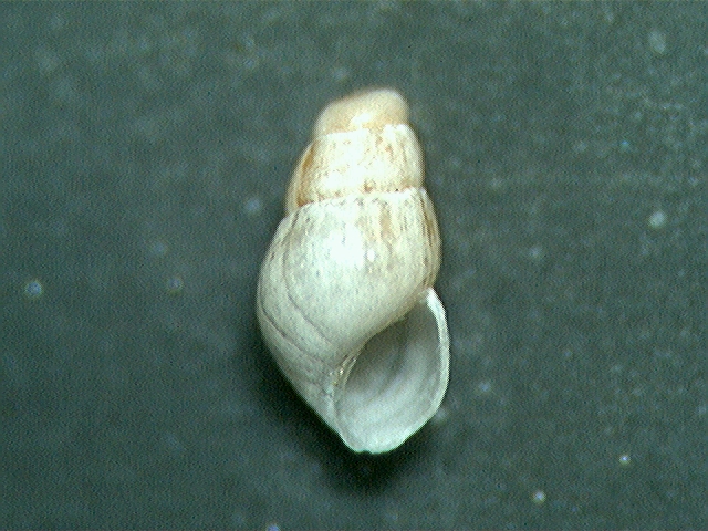 odostomia ?