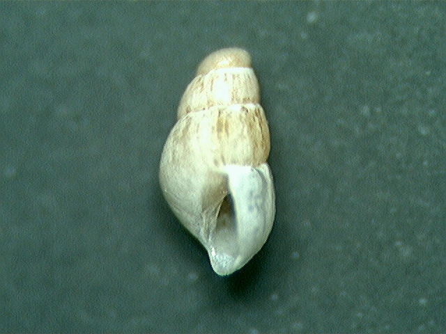 odostomia ?