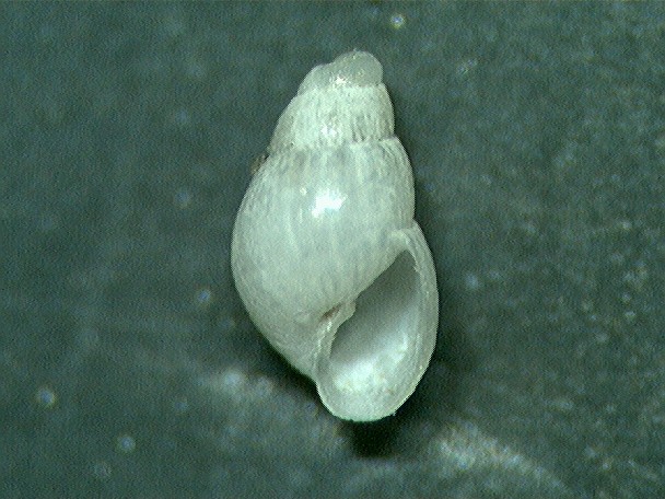 odostomia?