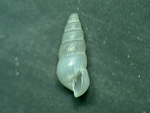 odostomia ?