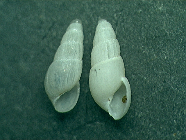 odostomia ?