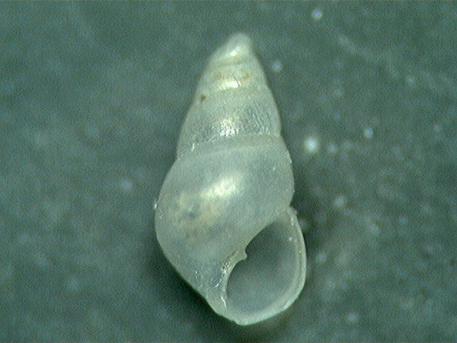 odostomia ?