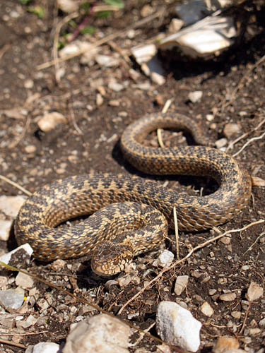 Vipera ursini