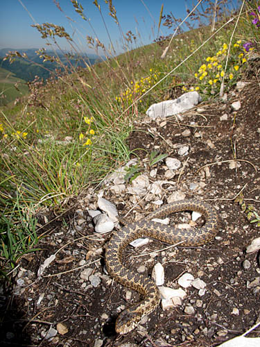 Vipera ursini