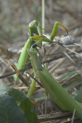 Cannibalismo mantidi