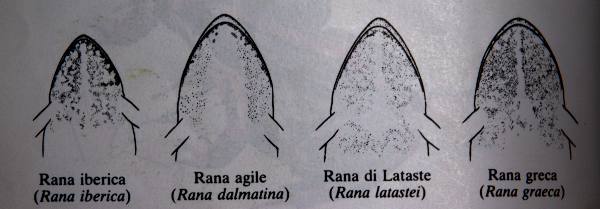 Rana italica