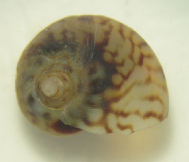 Molluschi lagunari 2