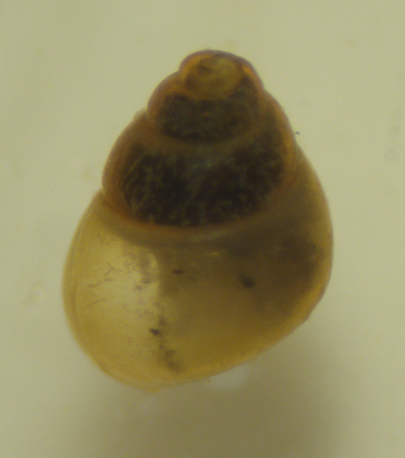 Gasteropode