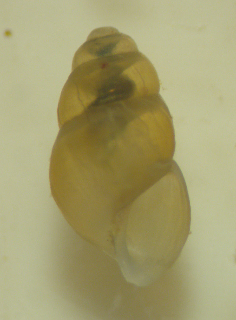 Gasteropode1