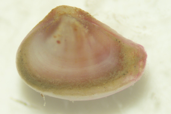 Molluschi lagunari 3