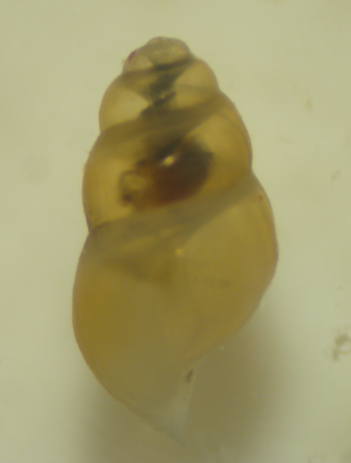 Gasteropode1