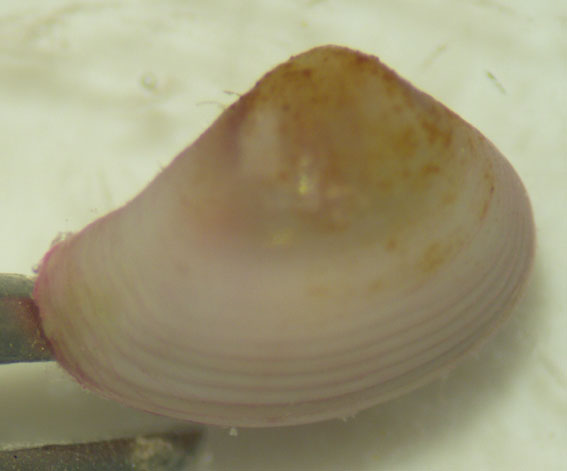 Molluschi lagunari 3