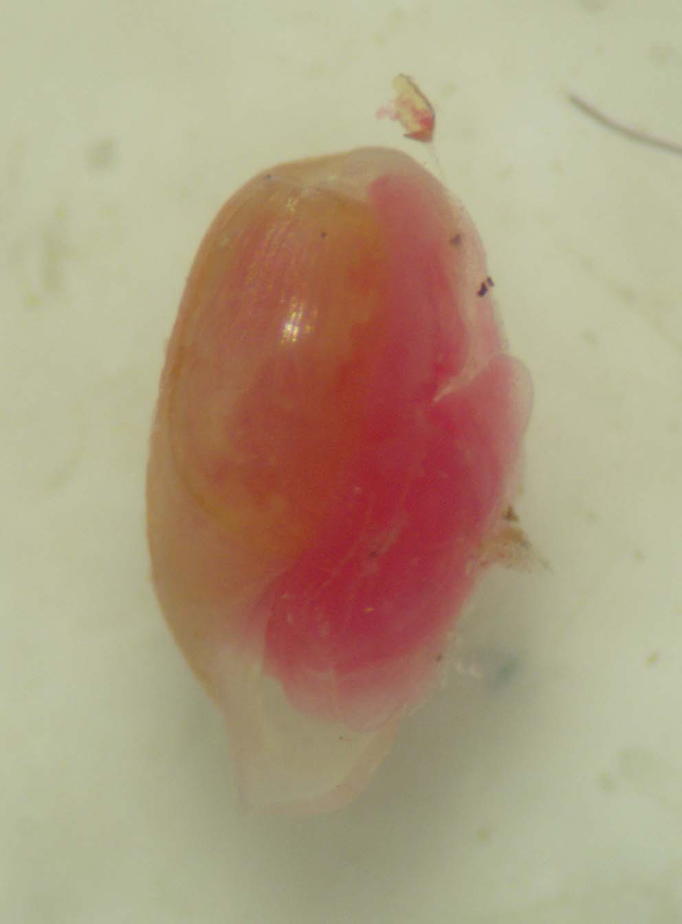 Molluschi lagunari 3