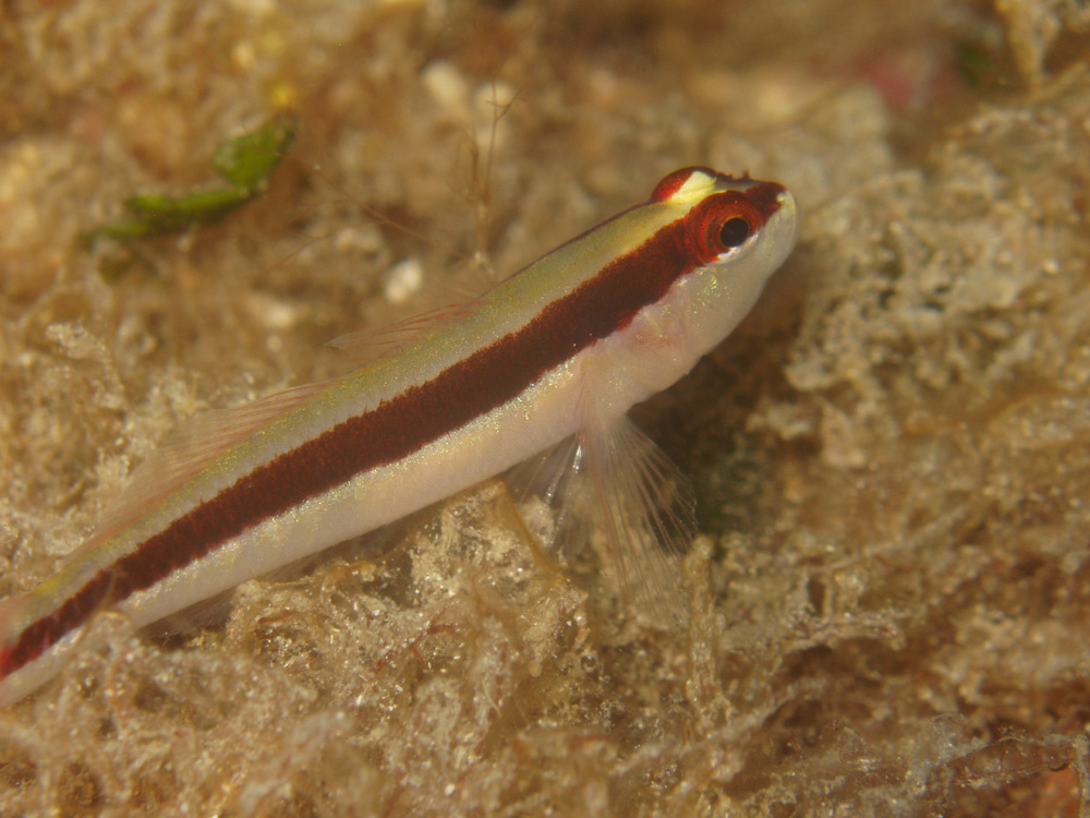 Gobius vittatus