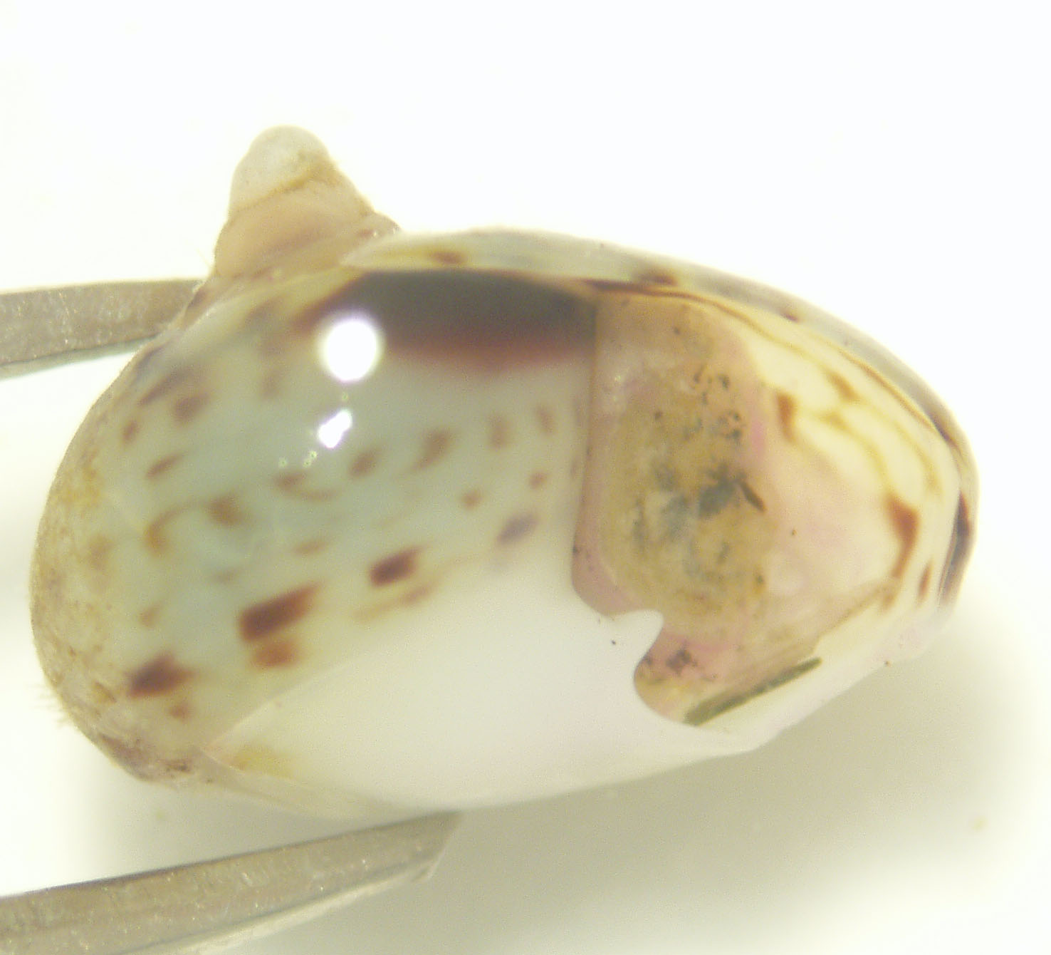 Molluschi lagunari 2