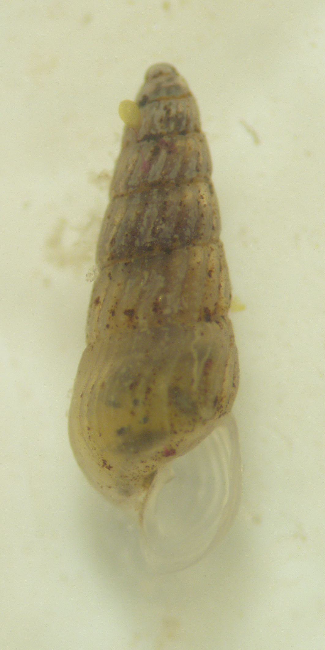 Molluschi lagunari 2