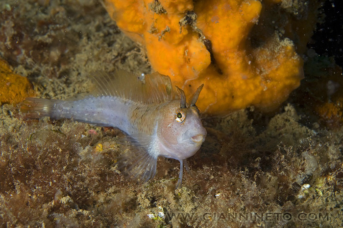 Quale blennide? (Parablennius tentacularis)