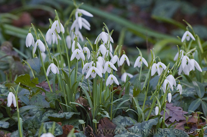 Galanthus nivalis / Bucaneve