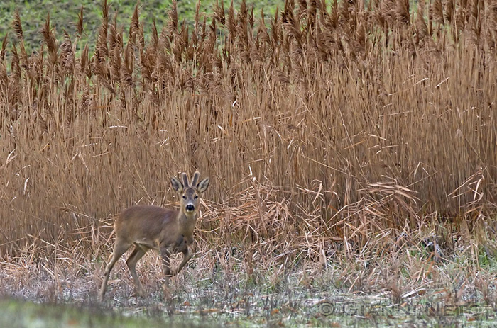 Il Capriolo