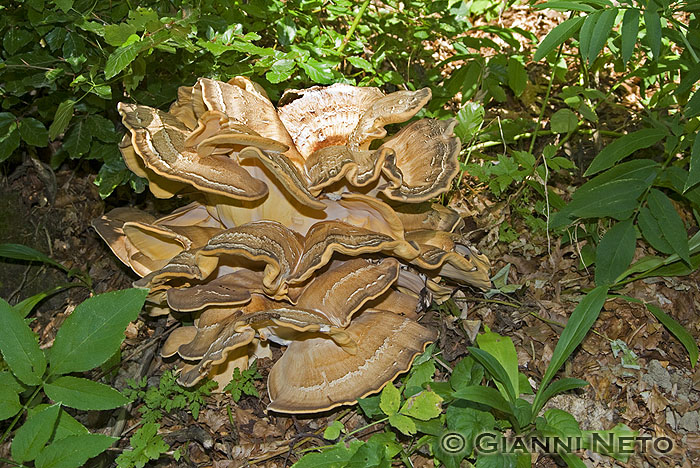 Gigantesco (Meripilus giganteus)