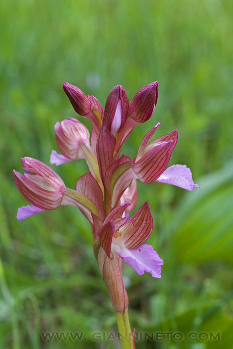 orchidea dall''isola del giglio