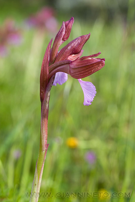 orchidea dall''isola del giglio