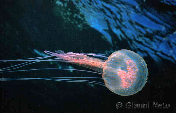 Pelagia noctiluca