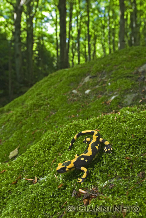 Salamandra pezzata - Salamandra salamandra gigliolii