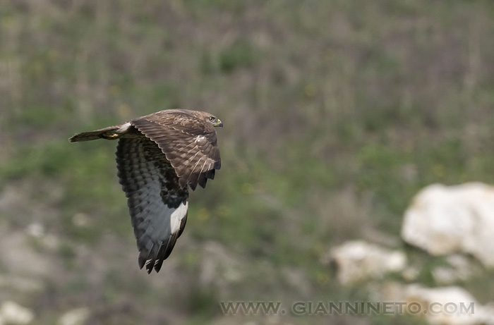 Poiana in volo