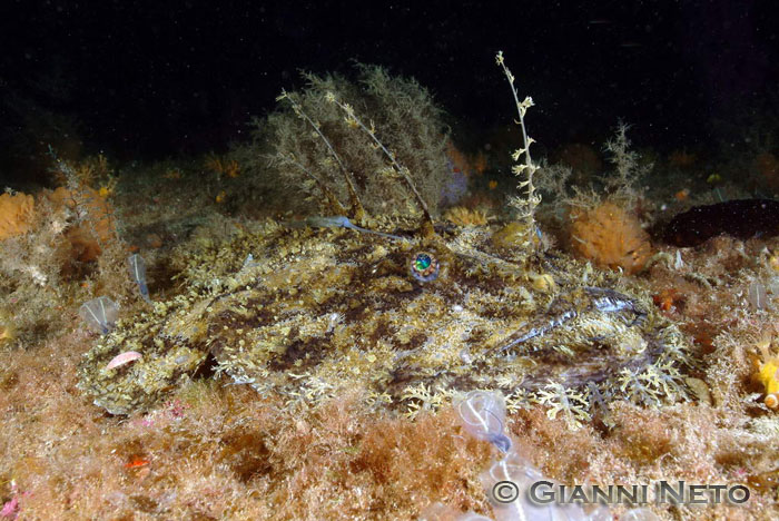 Differenze fra Lophius budegassa e Lophius piscatorius