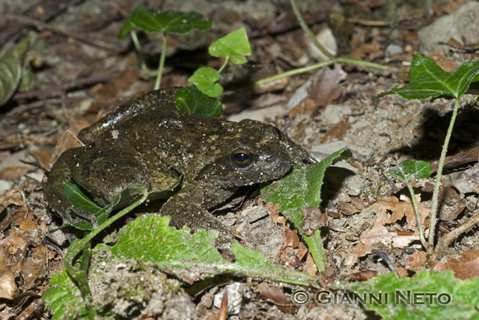 Rana italica