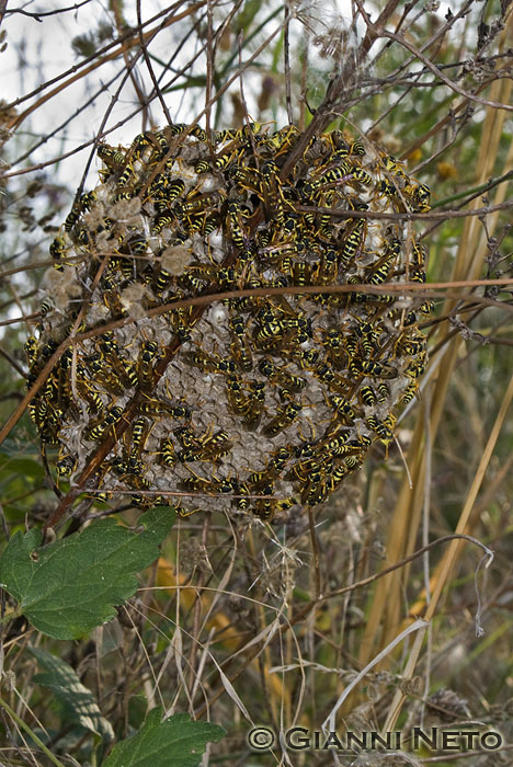 Simpatiche bestiole (grande nido di Polistes sp.)