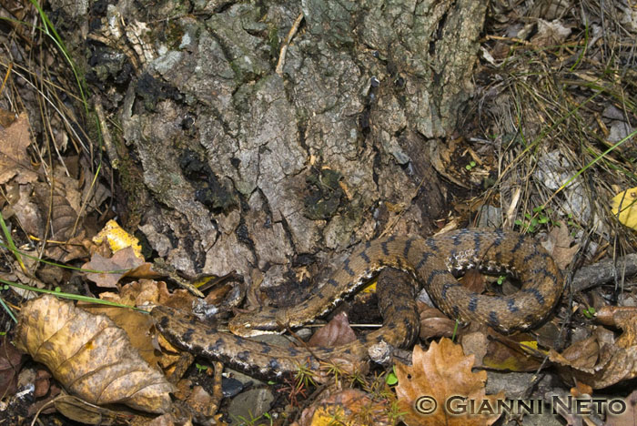 Vipera autunnale