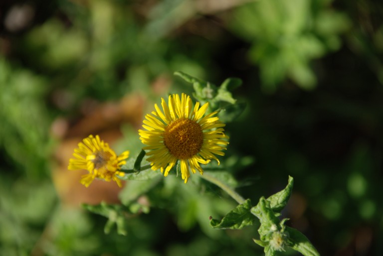 Pulicaria dysenterica